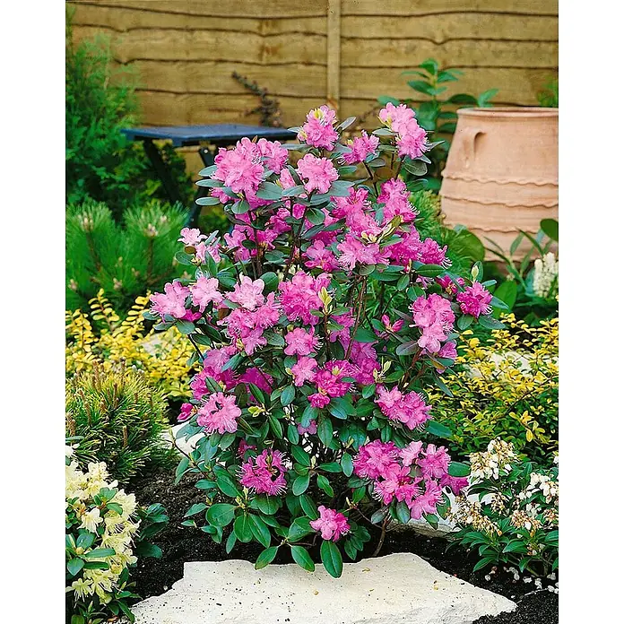 Pflanzen für dich Rhododendron 40-50 cm - Rhododendron dauricum, Blütenfarbe: Lila - Leuchtend pink blühender Rhododendronstrauch in einem Gartenbeet, umgeben von anderen Pflanzen und hellen Steinen.