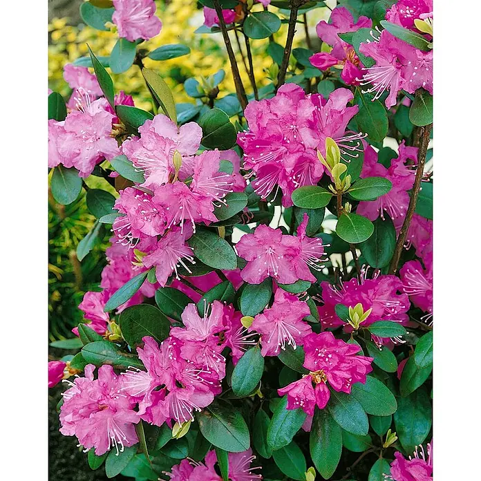 Pflanzen für dich Rhododendron 40-50 cm - Rhododendron dauricum, Blütenfarbe: Lila - Leuchtend rosa Rhododendronblüten mit dunkelgrünen Blättern an einer Pflanze.