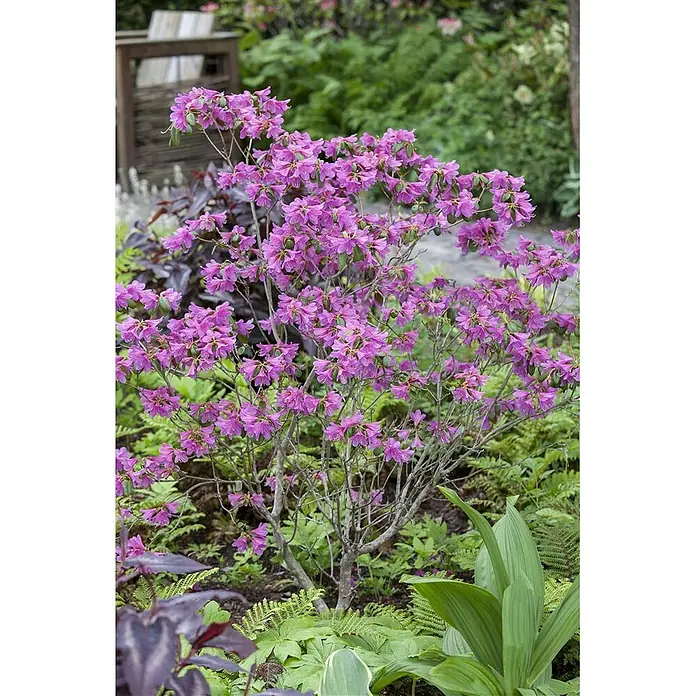 Pflanzen für dich Rhododendron 40-50 cm - Rhododendron dauricum, Blütenfarbe: Lila - Strahlend purpurfarbener Blütenstrauch in einer üppigen Gartenumgebung.