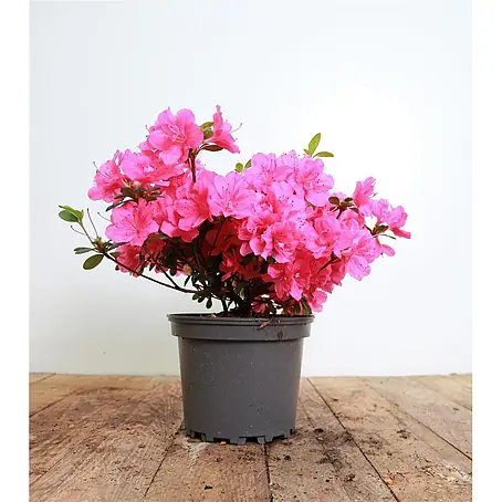 Pflanzen für dich  Rhododendron 25-30 cm