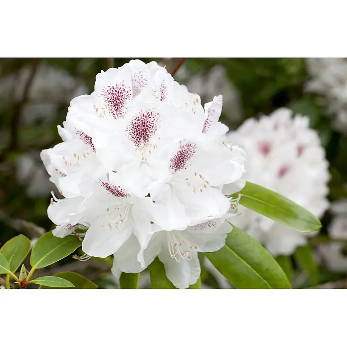 Pflanzen für dich Rhododendron 30-40 cm - Rhododendron 'Schneebukett', Blütenfarbe: Weiß - Nahaufnahme einer Gruppe weißer Blüten mit rot-violetten Sprenkeln und sichtbaren Staubblättern, umgeben von grünen Blättern.