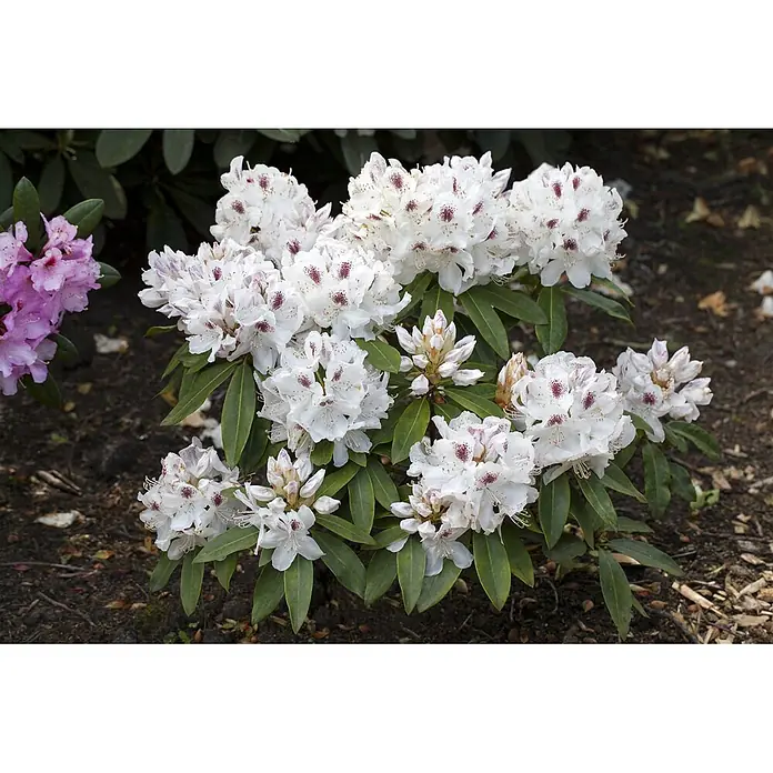 Pflanzen für dich Rhododendron 30-40 cm - Rhododendron 'Schneebukett', Blütenfarbe: Weiß - Großer Busch weißer Rhododendronblüten mit rötlich-violetten Flecken und grünen Blättern. Rosa Rhododendren sind im Hintergrund sichtbar.