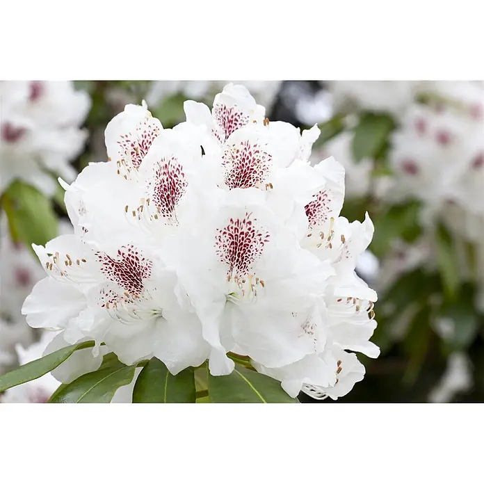 Pflanzen für dich Rhododendron 30-40 cm - Rhododendron 'Schneebukett', Blütenfarbe: Weiß - Blütenbündel weißer Blumen mit roten gesprenkelten Zentren und sichtbaren Staubgefäßen.
