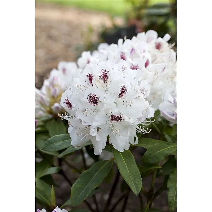 Pflanzen für dich Rhododendron 30-40 cm - Rhododendron 'Schneebukett', Blütenfarbe: Weiß - Weiße Rhododendronblüten mit dunkelroten Sprenkeln, im natürlichen Gartenambiente aus nächster Nähe.
