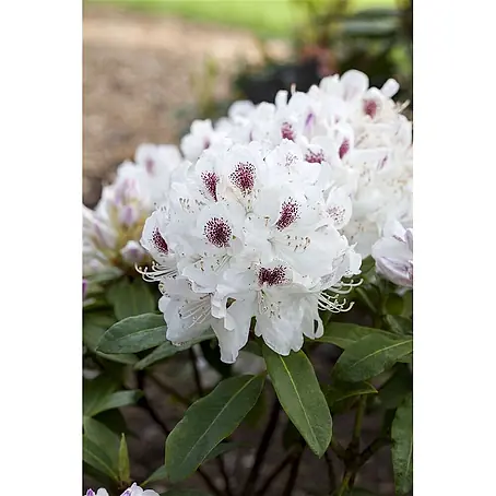 Pflanzen für dich  Rhododendron 30-40 cm