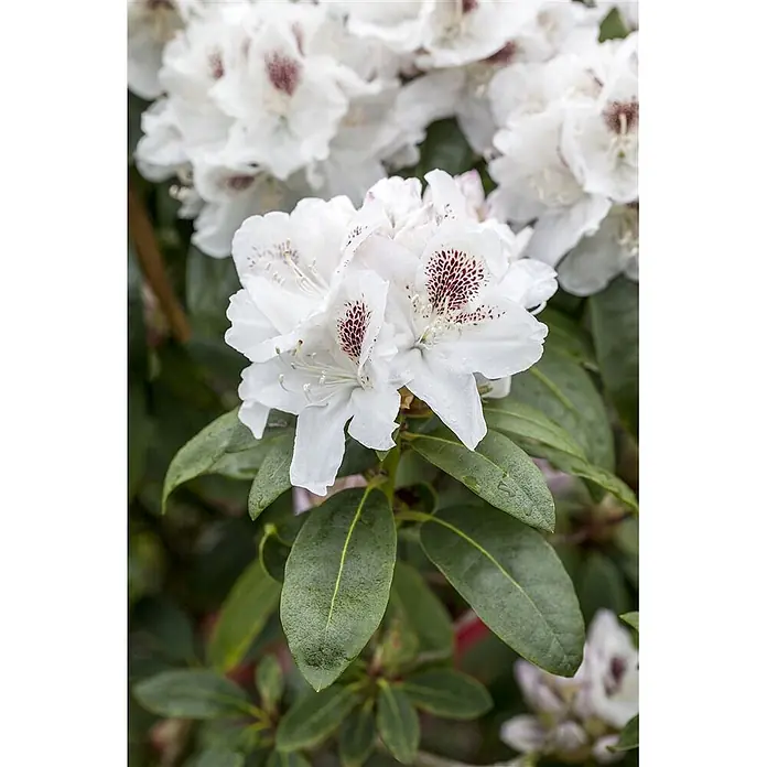 Pflanzen für dich Rhododendron 30-40 cm - Rhododendron 'Schneebukett', Blütenfarbe: Weiß - Weiße Rhododendronblüten mit rot-violetten gesprenkelten Markierungen auf den oberen Blütenblättern, umgeben von dunkelgrünen Blättern.