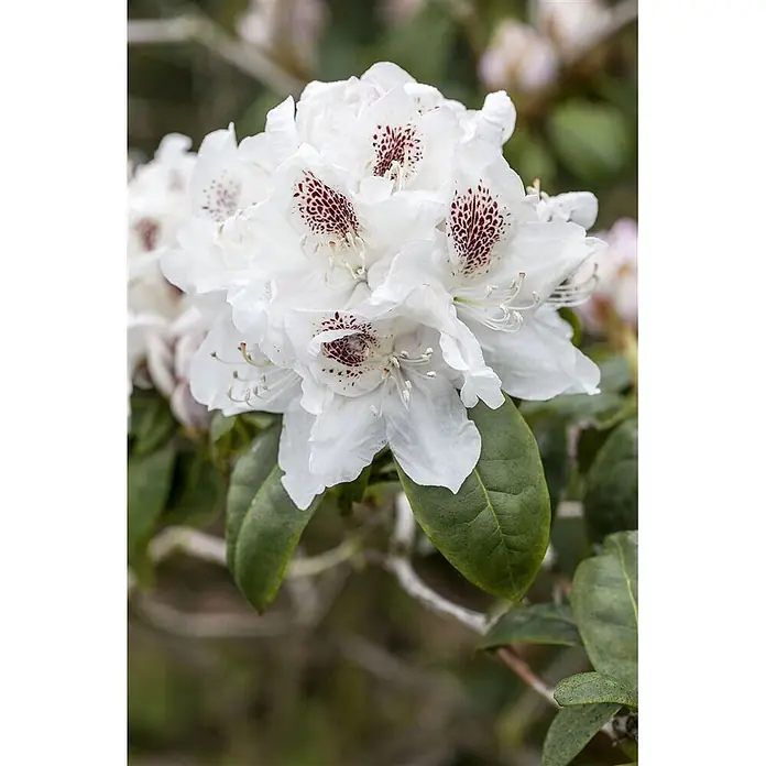 Pflanzen für dich Rhododendron 30-40 cm - Rhododendron 'Schneebukett', Blütenfarbe: Weiß - Blüten in Weiß mit dunkelroten Flecken und grünen Blättern.