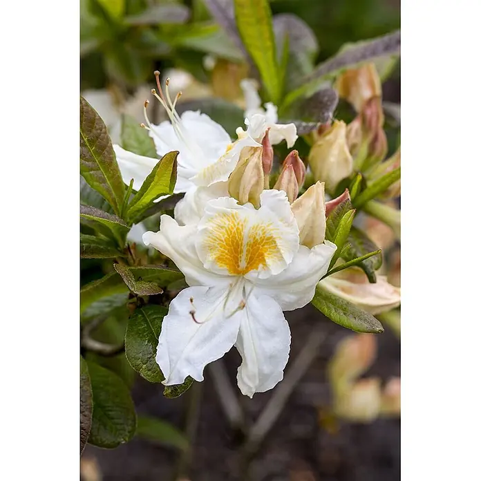 Pflanzen für dich Rhododendron 40-50 cm - Rhododendron luteum 'Möwe', Blütenfarbe: Weiß - Nahaufnahme einer weißen Azaleenblüte mit markantem gelben Muster in der Mitte, umgeben von grünen Blättern und Knospen.