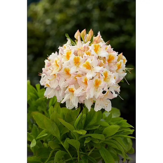 Pflanzen für dich Rhododendron 40-50 cm - Rhododendron luteum 'Möwe', Blütenfarbe: Weiß - Blütenbüschel mit weißen Blüten, gelben Zentren und zarten rosa Rändern, umgeben von grünen Blättern.