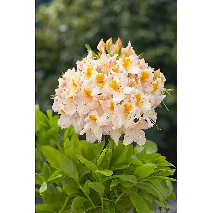 Pflanzen für dich Rhododendron 40-50 cm - Rhododendron luteum 'Möwe', Blütenfarbe: Weiß - Eine lebhafte Blütenpflanze mit zartrosa Blütenblättern und leuchtend gelben Zentren, umgeben von grünen Blättern.
