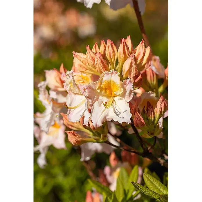 Pflanzen für dich Rhododendron 40-50 cm - Rhododendron luteum 'Möwe', Blütenfarbe: Weiß - Blütenstand von weißen und gelben Azaleen mit vielen orange-rosafarbenen Knospen, sonnenbeschienen.