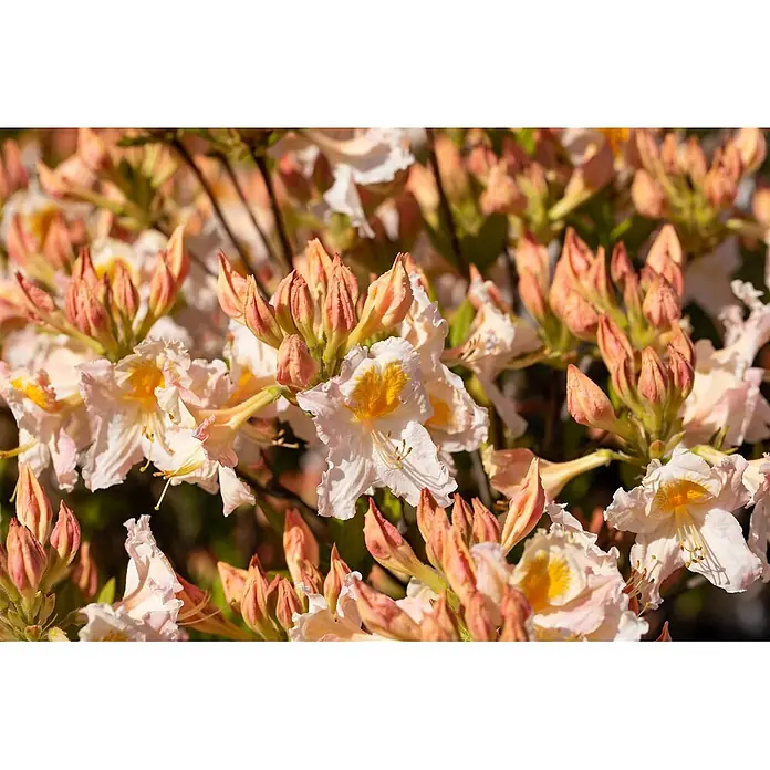 Pflanzen für dich Rhododendron 40-50 cm - Rhododendron luteum 'Möwe', Blütenfarbe: Weiß - Zarte hellrosa und weiße Azaleenblüten mit gelben Zentren, blühend zwischen geschlossenen rosa Knospen.