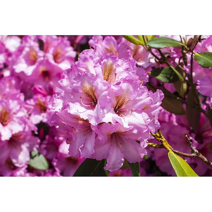 Pflanzen für dich Großblumiger Rhododendron 30-40 cm - Rhododendron 'Scintillation', Rosa - Lebendige pinkfarbene Rhododendronblüten mit gekräuselten Blütenblättern und auffälligen Staubgefäßen, die in einem Cluster blühen.