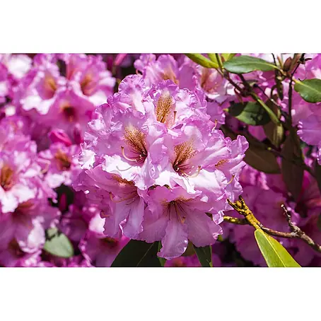 Pflanzen für dich  Großblumiger Rhododendron 30-40 cm