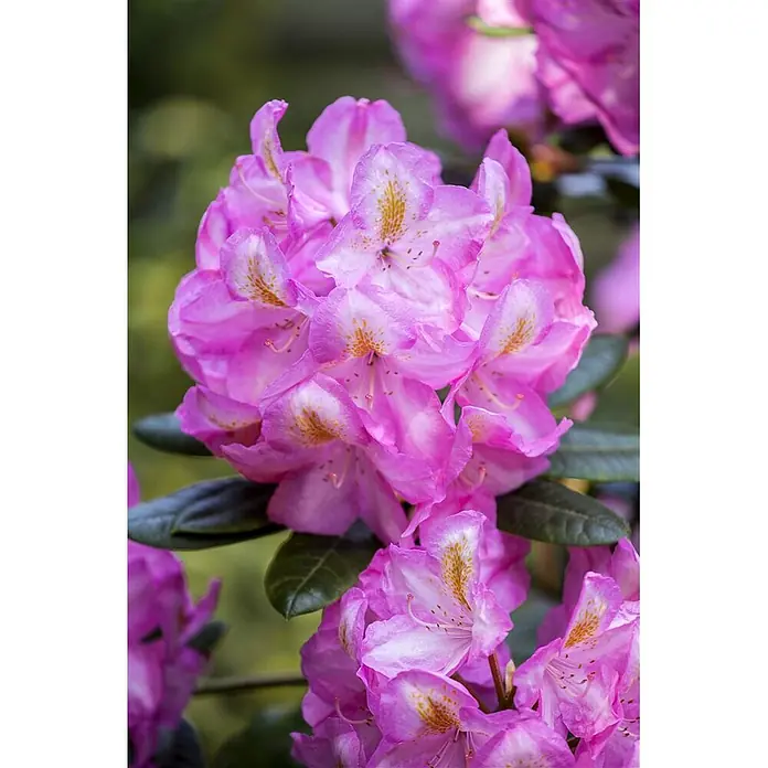 Pflanzen für dich Großblumiger Rhododendron 30-40 cm - Rhododendron 'Scintillation', Rosa - Leuchtend rosa Rhododendronblüten mit gesprenkelten Zentren in voller Blüte.