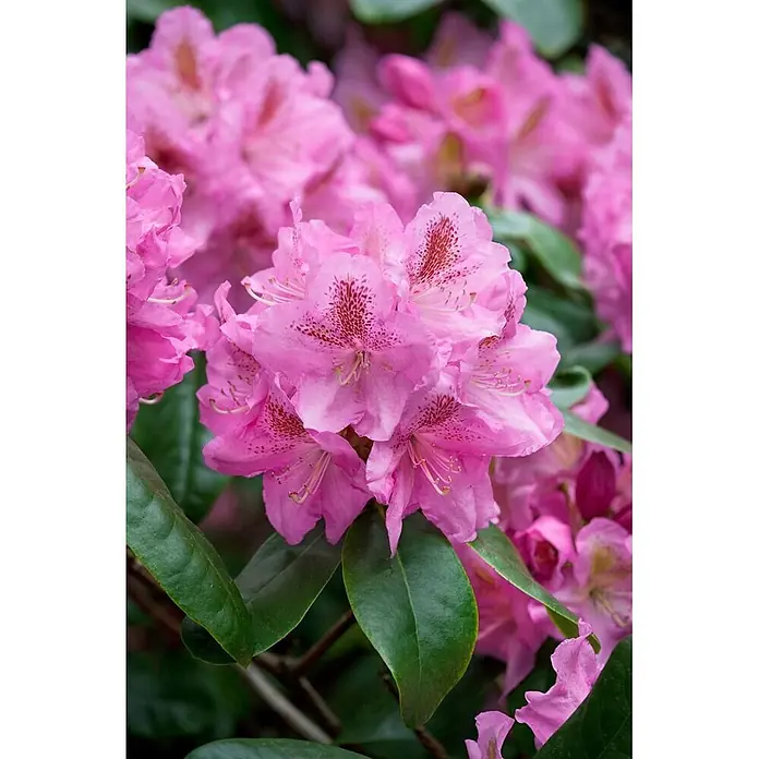 Pflanzen für dich Großblumiger Rhododendron 30-40 cm - Rhododendron 'Scintillation', Rosa - Leuchtend rosa Rhododendronblüten mit dunkelroten Sprenkeln, eng zusammen auf einer grünblättrigen Pflanze.