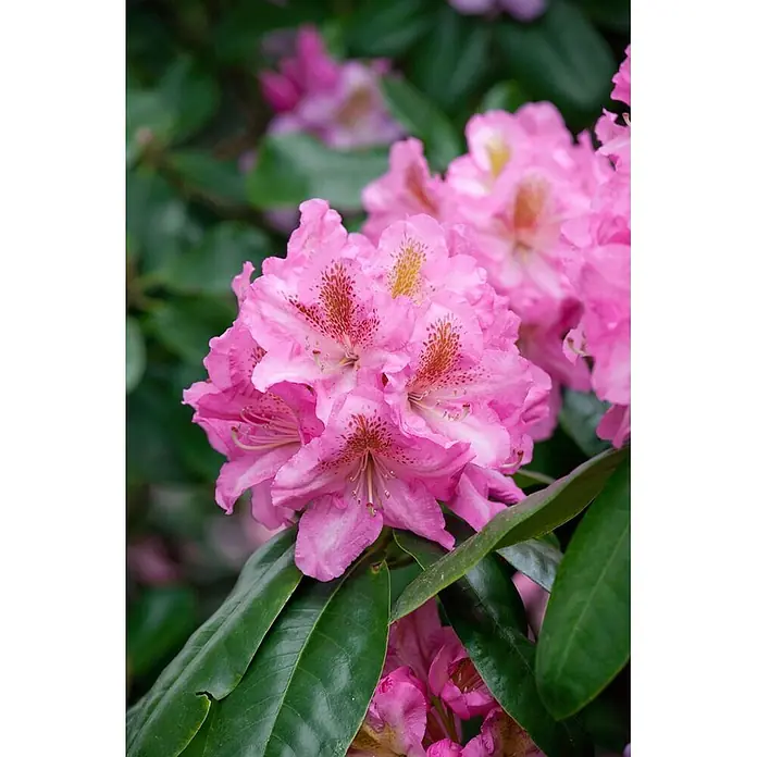 Pflanzen für dich Großblumiger Rhododendron 30-40 cm - Rhododendron 'Scintillation', Rosa - Nahaufnahme leuchtend rosa Rhododendronblüten mit zarten Sprenkeln in der Mitte.