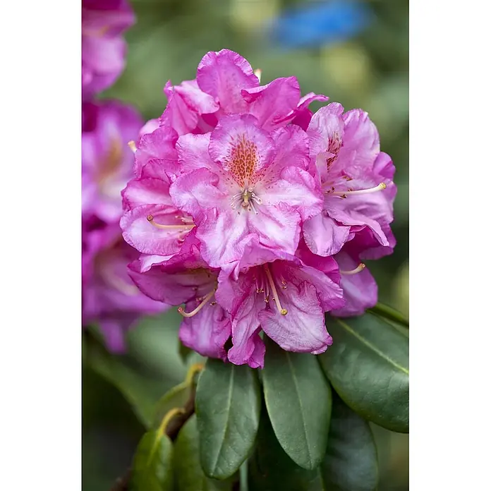 Pflanzen für dich Großblumiger Rhododendron 30-40 cm - Rhododendron 'Scintillation', Rosa - Lebhaft pinkfarbene Rhododendronblüten mit markanten Flecken und grünen Blättern.