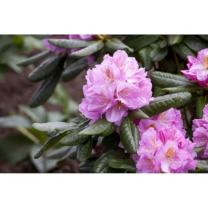 Pflanzen für dich Großblumiger Rhododendron 30-40 cm - Rhododendron 'Scintillation', Rosa - Nahaufnahme von leuchtend rosa Rhododendronblüten mit grünen Blättern.