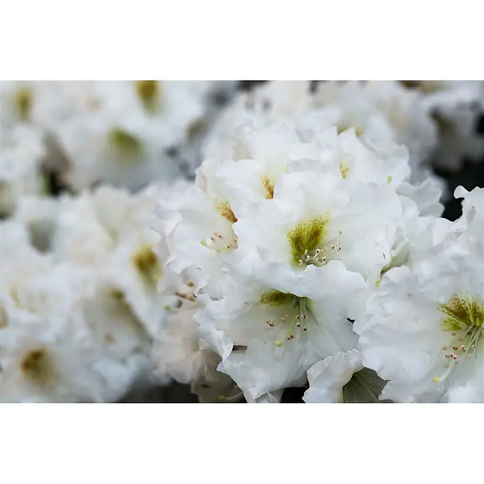 Pflanzen für dich Rhododendron 40-50 cm - Rhododendron yakushimanum 'Bohlken's Snow Fire', Blütenfarbe: Weiß - Blütencluster aus weißen Blüten mit gekräuselten Blütenblättern und gelblich-grünen Zentren, mit auffälligen Staubgefäßen.