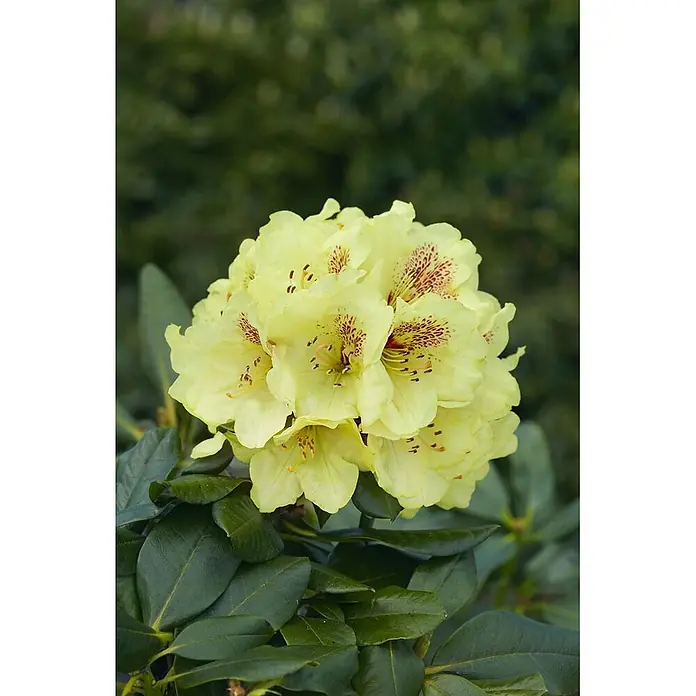 Pflanzen für dich Rhododendron 30-40 cm - Rhododendron 'Goldbukett', Blütenfarbe: Gelb - Gelbe Rhododendronblüten mit roten Sprenkeln und dunkelgrünen Blättern.