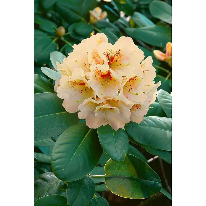 Pflanzen für dich Rhododendron 30-40 cm - Rhododendron 'Goldbukett', Blütenfarbe: Gelb - Cremefarbene Rhododendronblüte mit roten Flecken und grünen Blättern.
