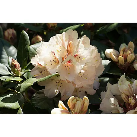 Pflanzen für dich  Rhododendron 30-40 cm