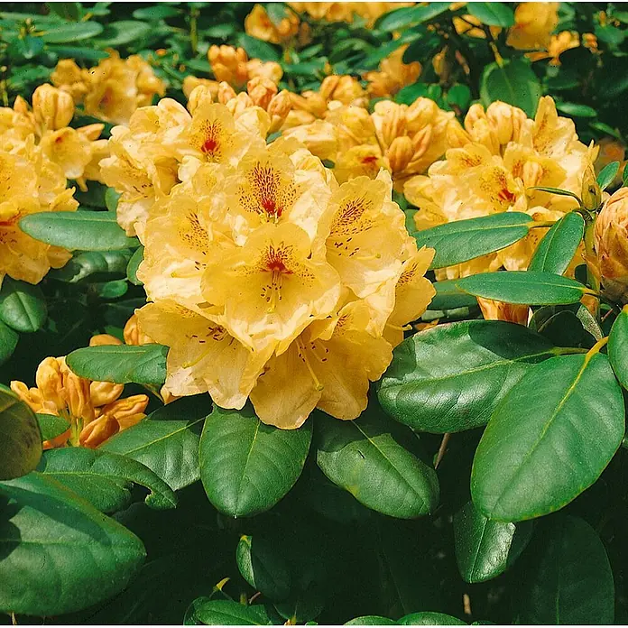 Pflanzen für dich Rhododendron 30-40 cm - Rhododendron 'Goldbukett', Blütenfarbe: Gelb - Helle gelbe Rhododendronblüten mit rotbraun gesprenkelten Zentren, umgeben von dunkelgrünen Blättern.