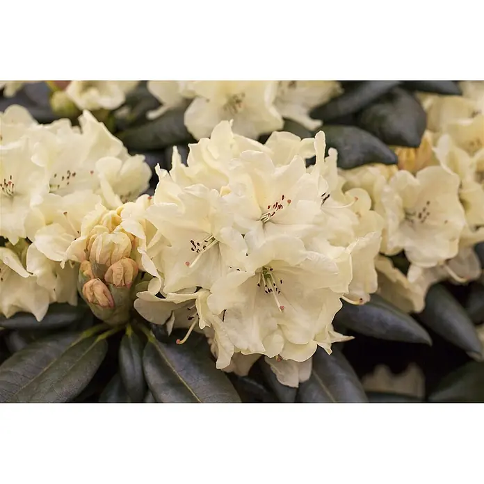 Pflanzen für dich Rhododendron 30-40 cm - Rhododendron 'Goldbukett', Blütenfarbe: Gelb - Nahaufnahme von hellgelben Rhododendronblüten mit rötlichen Staubblättern, umgeben von dunkelgrünen Blättern und ungeöffneten Knospen.