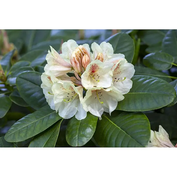 Pflanzen für dich Rhododendron 30-40 cm - Rhododendron 'Goldbukett', Blütenfarbe: Gelb - Weiß-rosa Rhododendron-Blütenbüschel mit grünen Blättern.