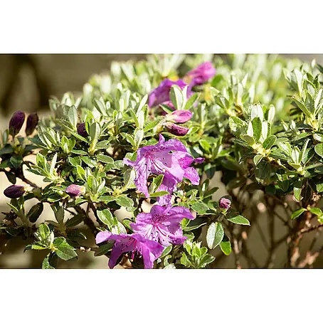 Pflanzen für dich  Rhododendron 20-25 cm
