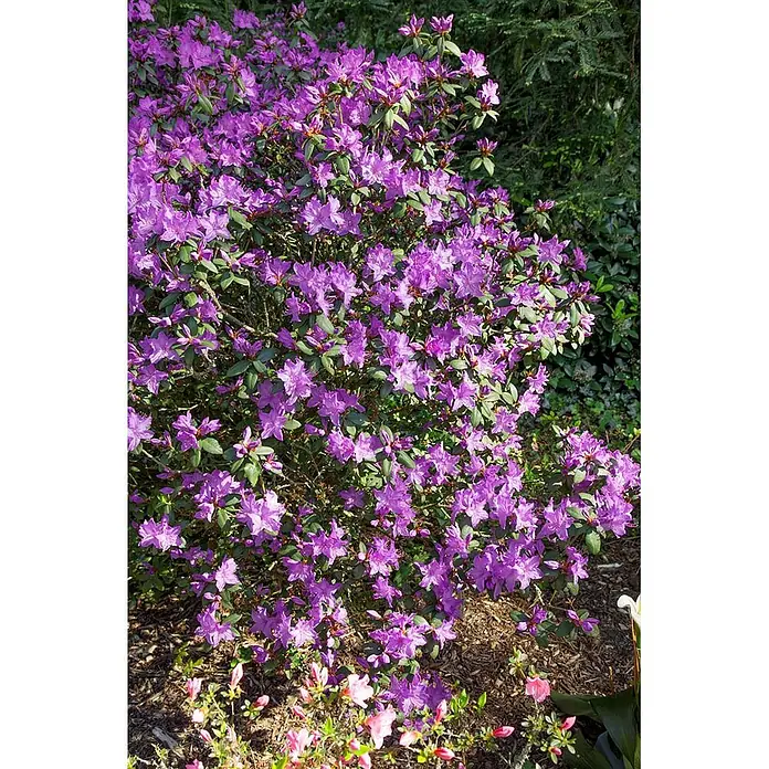 Pflanzen für dich Rhododendron 25-30 cm - Rhododendron radistrotum 'Select', Blütenfarbe: Lila - Ein großer, leuchtender Busch voller violetter Blüten und grüner Blätter, der prächtig in einem Garten blüht.