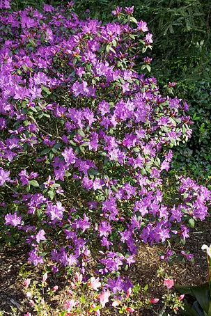 Pflanzen fr dich Rhododendron 20-25 cm online kaufen bei BAUHAUS