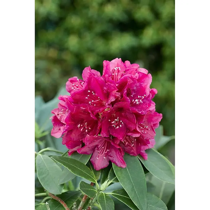 Pflanzen für dich Großblumiger Rhododendron 30-40 cm - Rhododendron 'Old Port', Violett - Leuchtend pinke Rhododendronblüten mit sichtbaren Staubgefäßen, an einer Pflanze mit grünen Blättern.