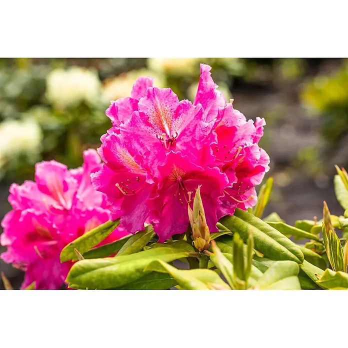 Pflanzen für dich Großblumiger Rhododendron 30-40 cm - Rhododendron 'Old Port', Violett - Leuchtend rosa blühende Rhododendronblüte mit sichtbaren Staubblättern und grünen Blättern.