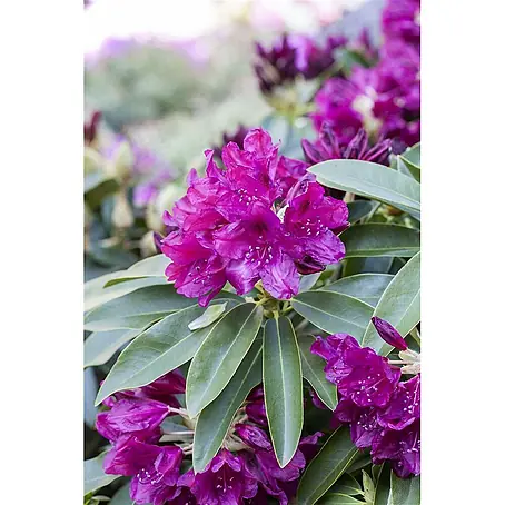 Pflanzen für dich  Großblumiger Rhododendron 30-40 cm