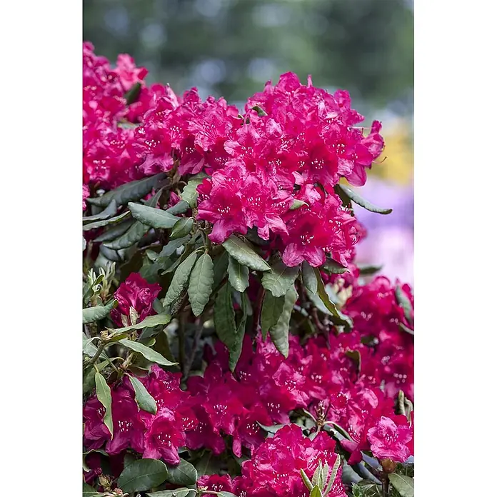 Pflanzen für dich Großblumiger Rhododendron 30-40 cm - Rhododendron 'Old Port', Violett - Üppiger Busch mit leuchtend magentafarbenen Blüten in voller Pracht.