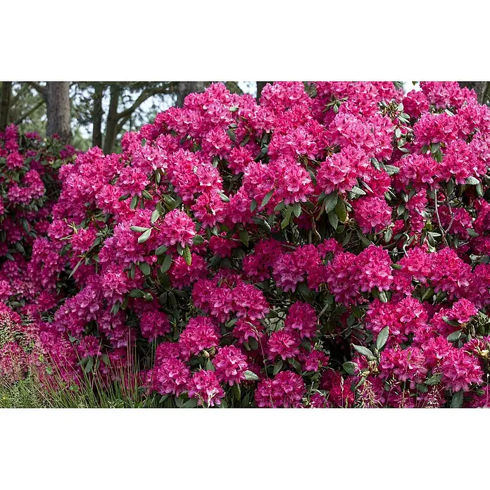 Pflanzen für dich Großblumiger Rhododendron 30-40 cm - Rhododendron 'Old Port', Violett - Ein dichter Busch leuchtend magentafarbener Rhododendronblüten in voller Pracht.