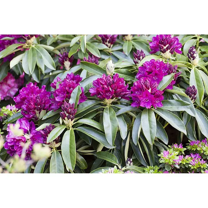 Pflanzen für dich Großblumiger Rhododendron 30-40 cm - Rhododendron 'Old Port', Violett - Lebendige purpurfarbene Rhododendronblüten mit üppigen grünen Blättern und ungeöffneten Knospen.