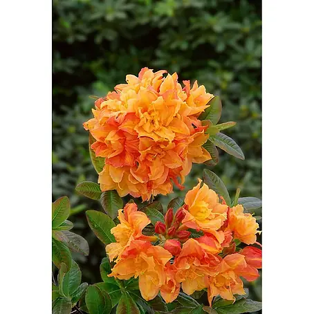 Pflanzen für dich  Rhododendron 40-50 cm