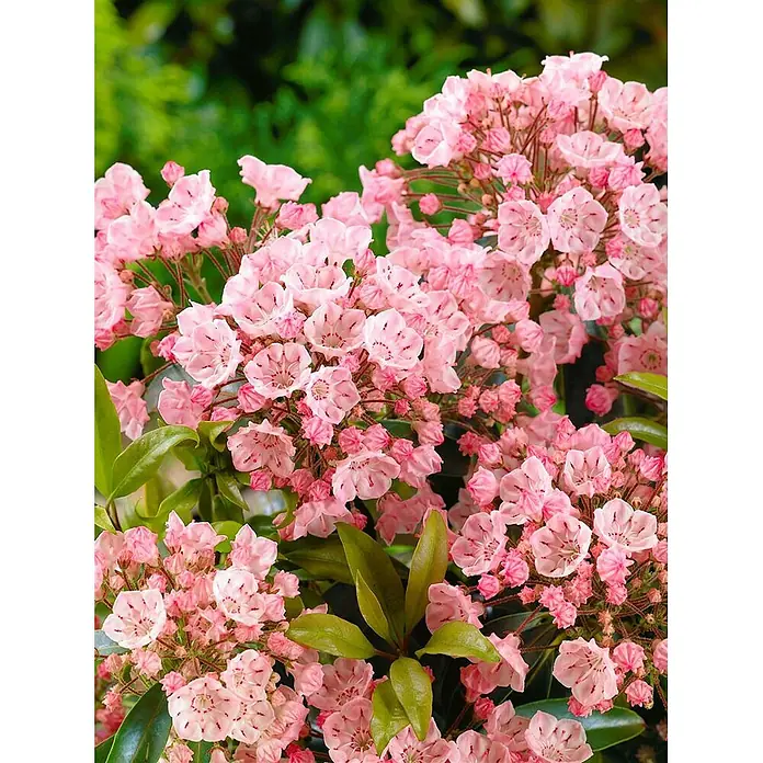 Pflanzen für dich Rhododendron 20-30 cm - Kalmia latifolia 'Peppermint', Blütenfarbe: Mehrfarbig - Büschel pinker, glockenförmiger Blüten mit dunklen Zeichnungen, umgeben von glänzenden grünen Blättern.
