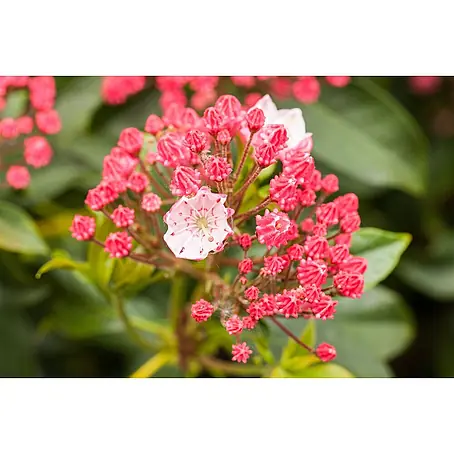 Pflanzen für dich  Rhododendron 20-30 cm