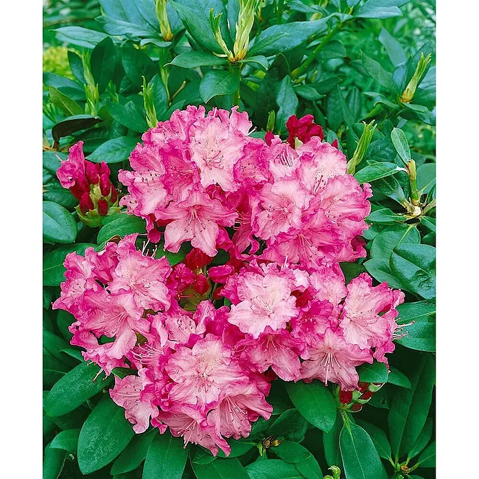 Pflanzen für dich Rhododendron 25-30 cm - Rhododendron yakushimanum 'Tatjana', Blütenfarbe: Rosa - Leuchtend rosa Rhododendronblüten inmitten üppiger grüner Blätter.