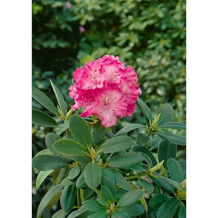 Pflanzen für dich Rhododendron 25-30 cm - Rhododendron yakushimanum 'Tatjana', Blütenfarbe: Rosa - Lebhaft pinke Rhododendronblüte mit gerüschten Blütenblättern und prominenten Staubblättern, umgeben von grünen Blättern.