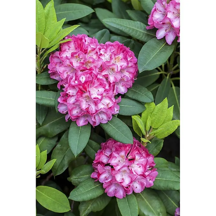 Pflanzen für dich Rhododendron 25-30 cm - Rhododendron yakushimanum 'Tatjana', Blütenfarbe: Rosa - Bündel leuchtend pinker Rhododendronblüten mit weißen Zentren, eingebettet in üppiges grünes Laub.