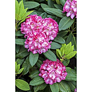 Pflanzen fr dich Rhododendron 25-30 cm online kaufen bei BAUHAUS