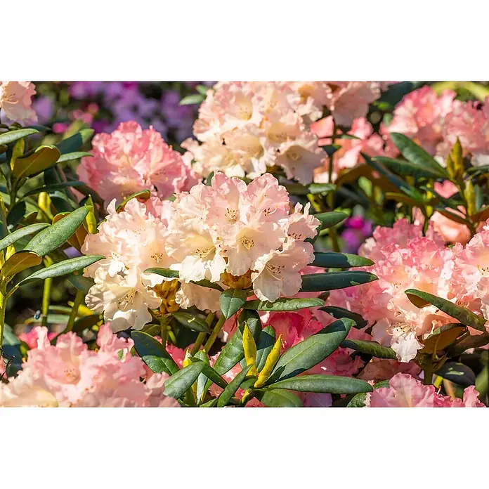 Pflanzen für dich Rhododendron 25-30 cm - Rhododendron yakushimanum 'Tatjana', Blütenfarbe: Rosa - Nahaufnahme von hellrosa Rhododendronblüten, die zwischen grünen Blättern in einem Garten blühen.