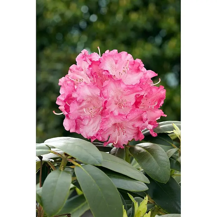 Pflanzen für dich Rhododendron 25-30 cm - Rhododendron yakushimanum 'Tatjana', Blütenfarbe: Rosa - Ein leuchtendes Blütenbüschel gerüschter rosa Rhododendronblüten mit sichtbaren Staubgefäßen, umgeben von dunkelgrünen Blättern.
