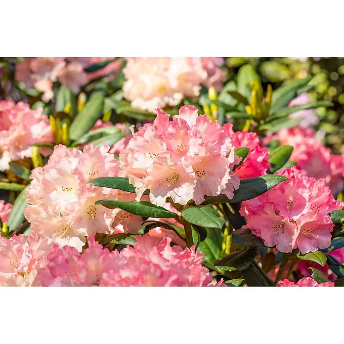 Pflanzen für dich Rhododendron 25-30 cm - Rhododendron yakushimanum 'Tatjana', Blütenfarbe: Rosa - Nahaufnahme leuchtend rosa Rhododendronblüten in voller Blüte mit grünen Blättern.