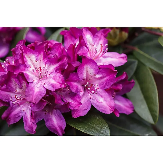Pflanzen für dich Rhododendron 40-50 cm - Rhododendron 'Anatevka', Blütenfarbe: Violett - Nahaufnahme leuchtend magentafarbener Rhododendronblüten mit weißer Mitte und auffälligen Staubblättern, umgeben von dunkelgrünen Blättern.